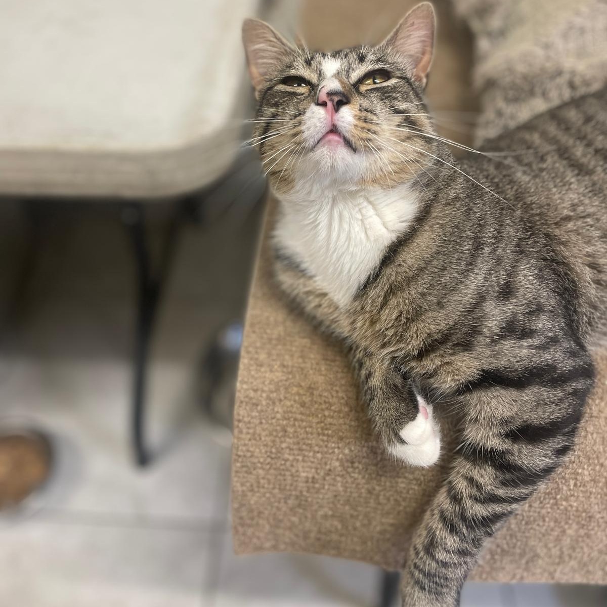 Jasper, a ADOPTABLE Domestic Short Hair in South Ozone Park, NY image 5/6
