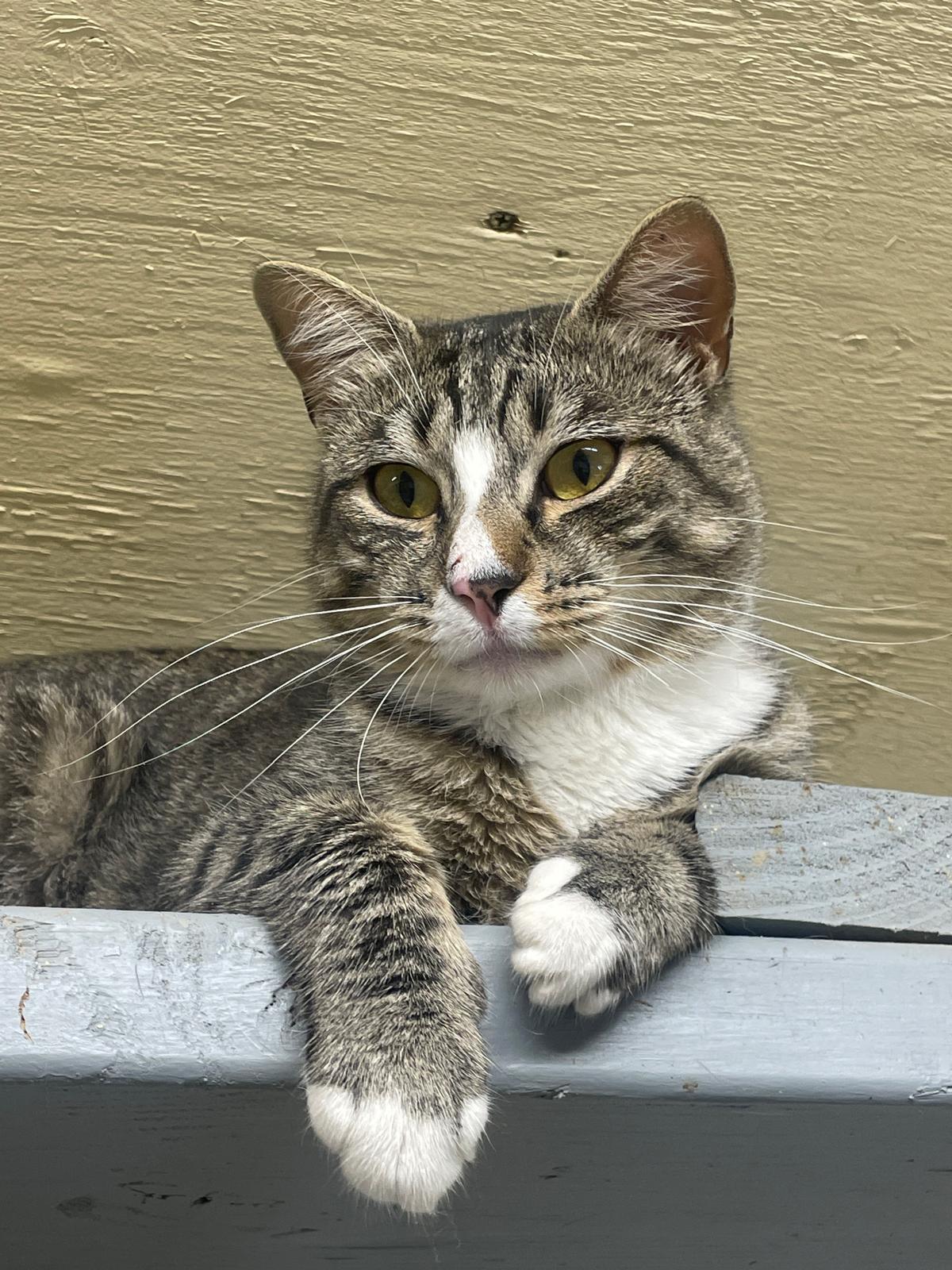 Jasper, ADOPTABLE, Young Male Domestic Short Hair.