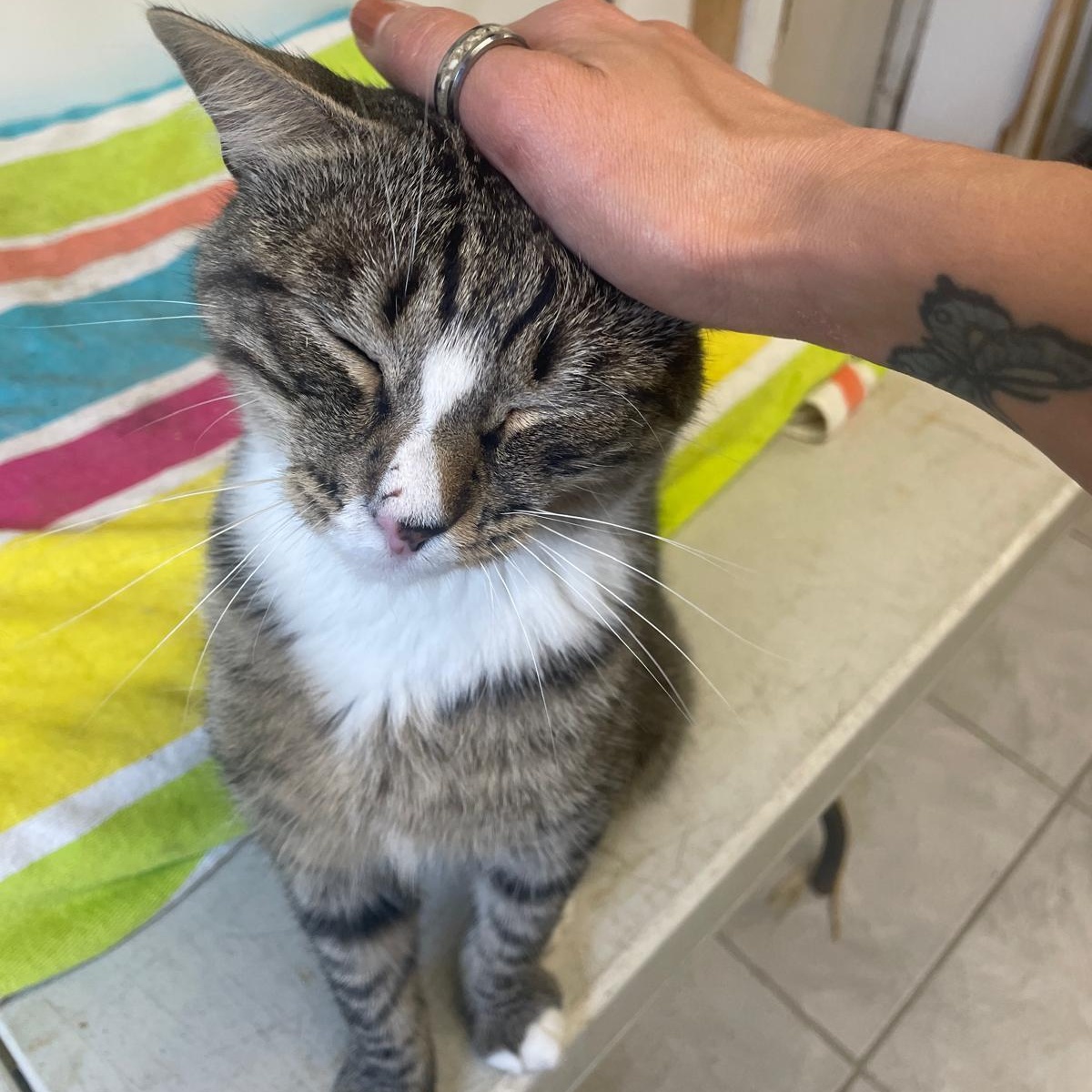 Jasper, a ADOPTABLE Domestic Short Hair in South Ozone Park, NY image 3/6