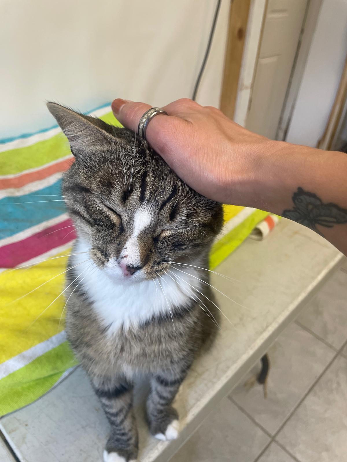 Jasper, a ADOPTABLE Domestic Short Hair in South Ozone Park, NY image 5/6