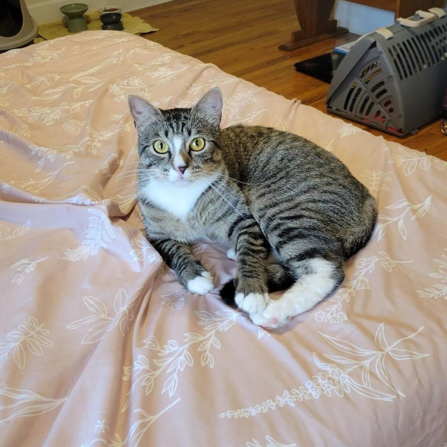 Jasper, a ADOPTABLE Domestic Short Hair in South Ozone Park, NY image 4/6