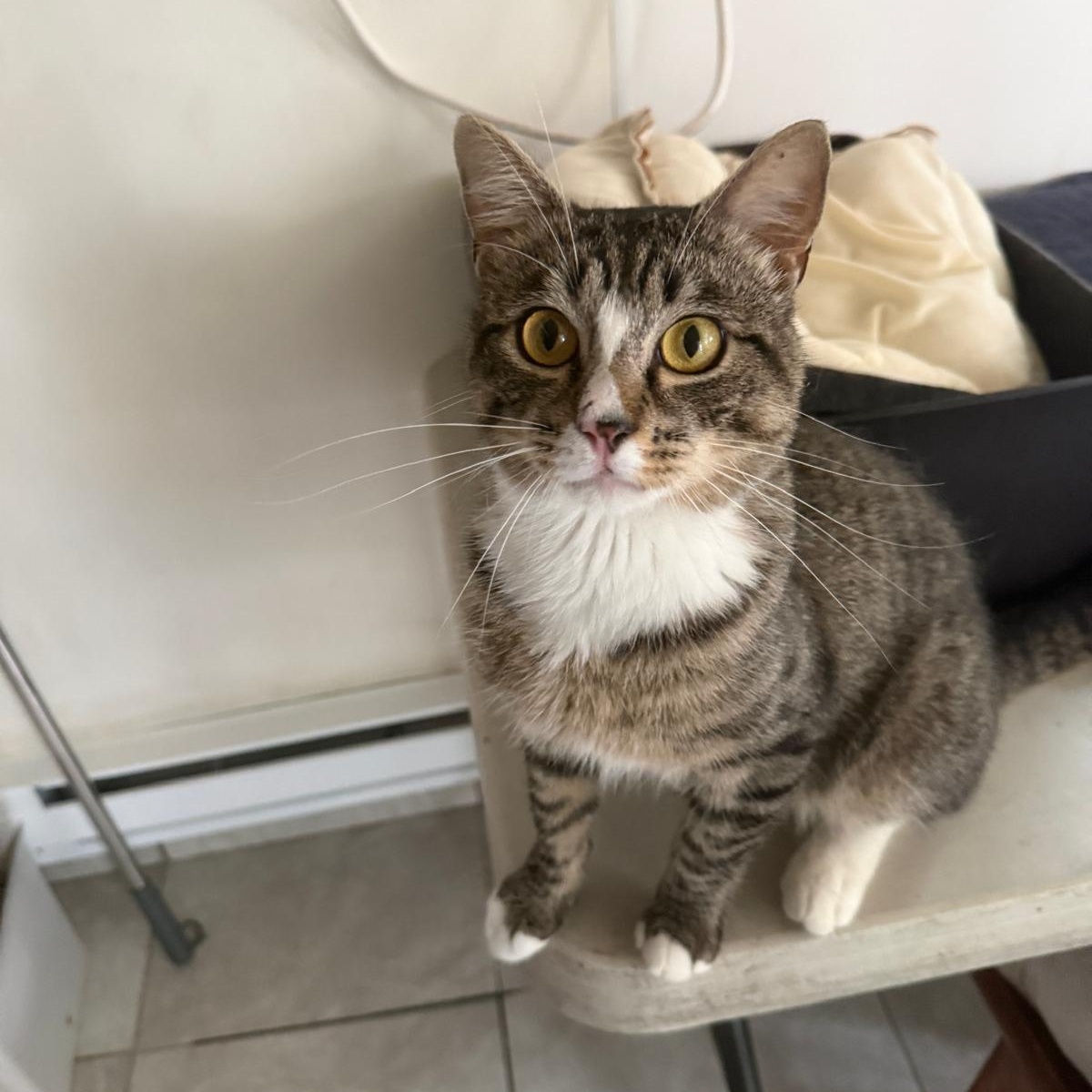 Jasper, ADOPTABLE, Young Male Domestic Short Hair.