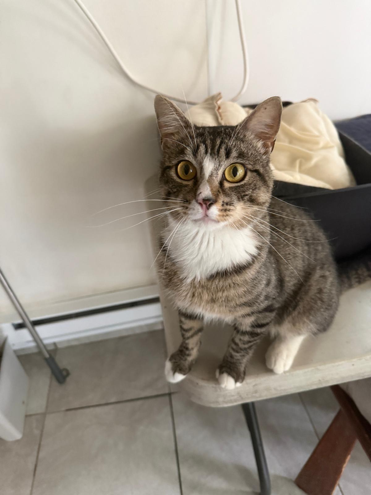 Jasper, a ADOPTABLE Domestic Short Hair in South Ozone Park, NY image 2/6