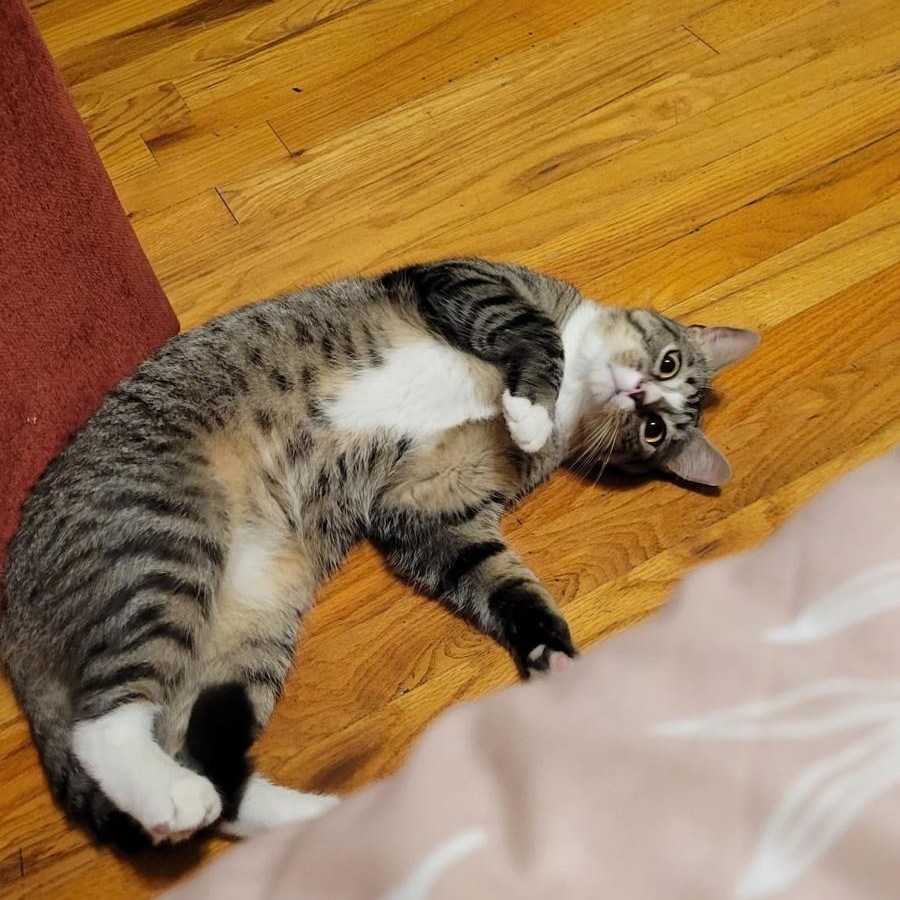 Jasper, a ADOPTABLE Domestic Short Hair in South Ozone Park, NY image 2/6