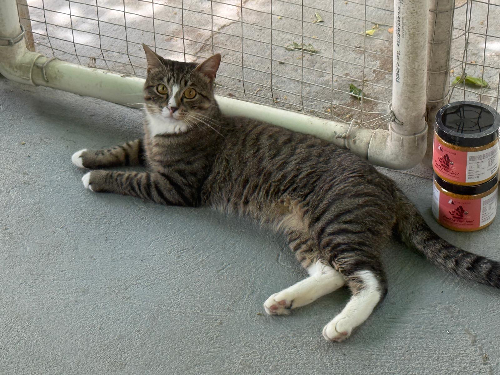 Jasper, a ADOPTABLE Domestic Short Hair in South Ozone Park, NY image 3/6
