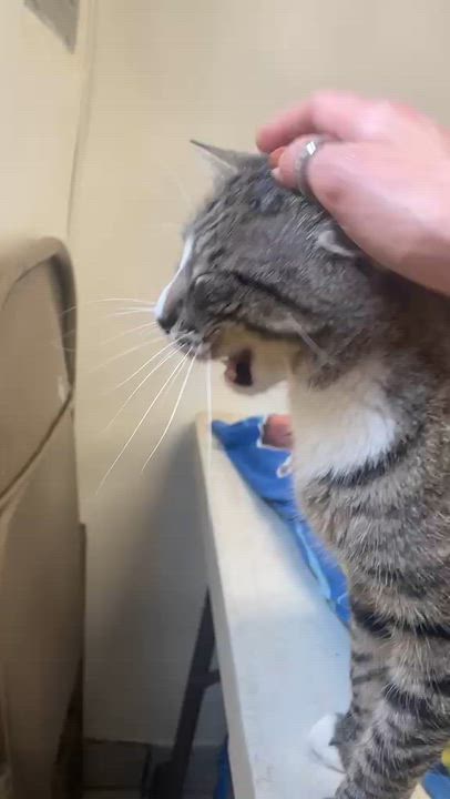 Enlarge Jasper, a ADOPTABLE Domestic Short Hair in South Ozone Park, NY video 6/6