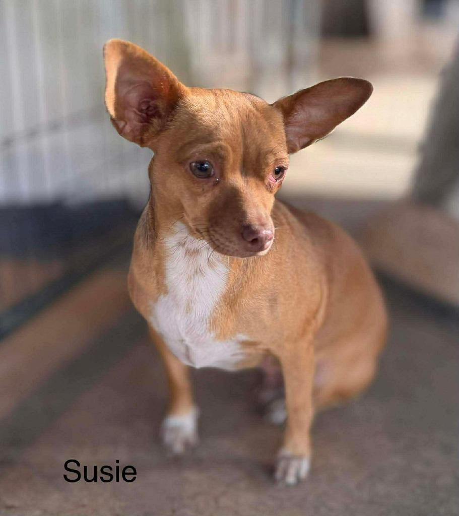 Enlarge Susie, a Adoptable mixed breed in Orlando, FL image 1/1