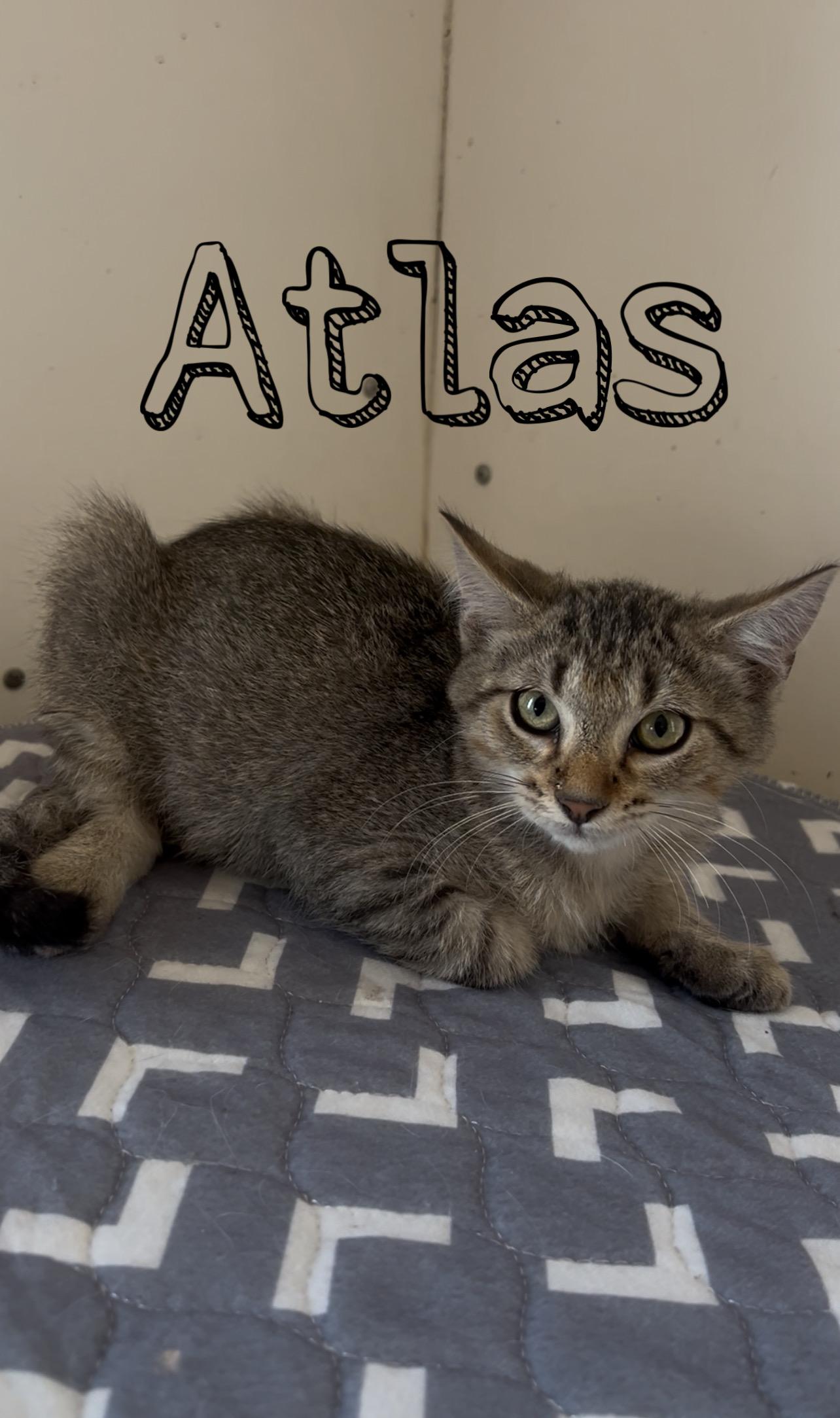 Atlas, Adoptable, Kitten Male Siamese.