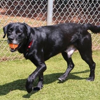 Enlarge Ozzy, a Adoptable mixed breed in Danbury, CT image 2/2