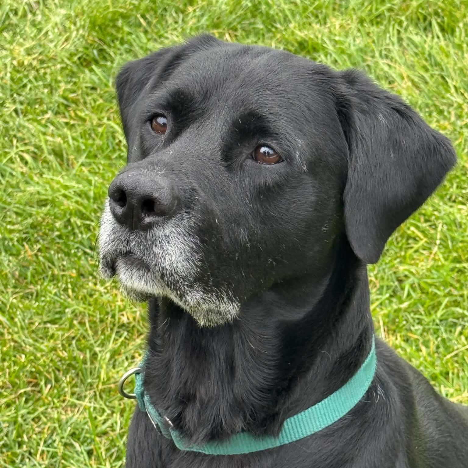 Ozzy, Adoptable, Adult Male Labrador Retriever.