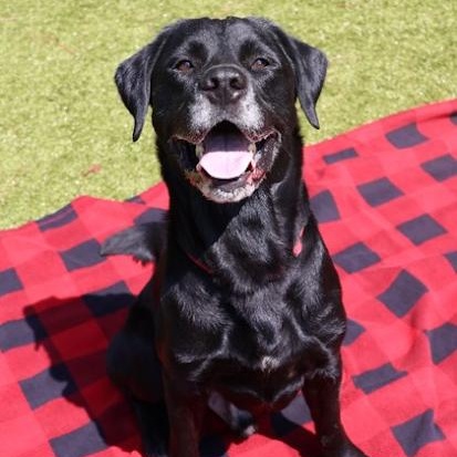 Ozzy, Adoptable, Adult Male Labrador Retriever.