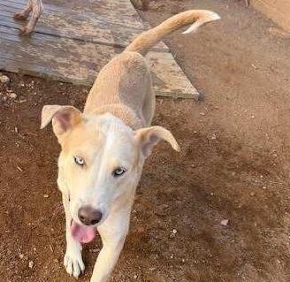 William Turner, Adoptable, Adult Male Australian Shepherd & Mixed Breed.