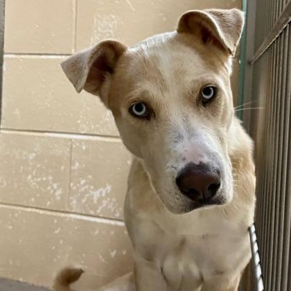 William Turner, a Adoptable mixed breed in Madison, WI image 2/2