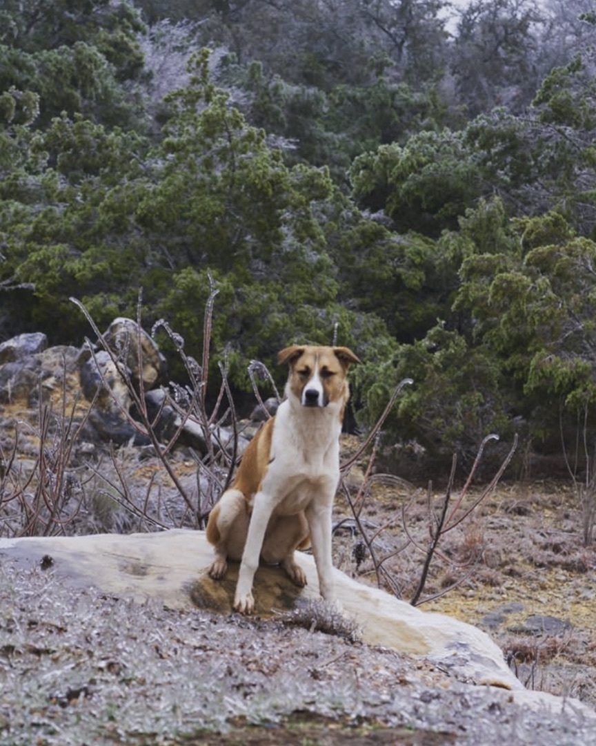 Enlarge Emily, a Adoptable mixed breed in Johnson City, TX image 2/3