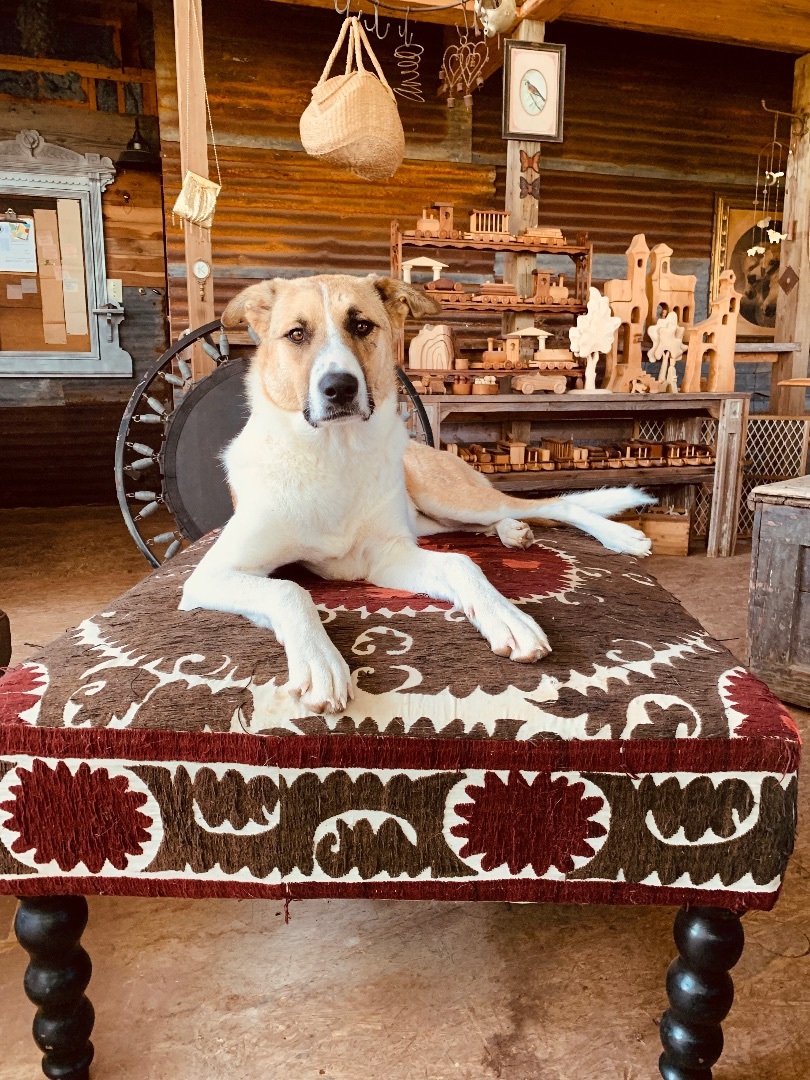 Emily, Adoptable, Adult Female Collie.