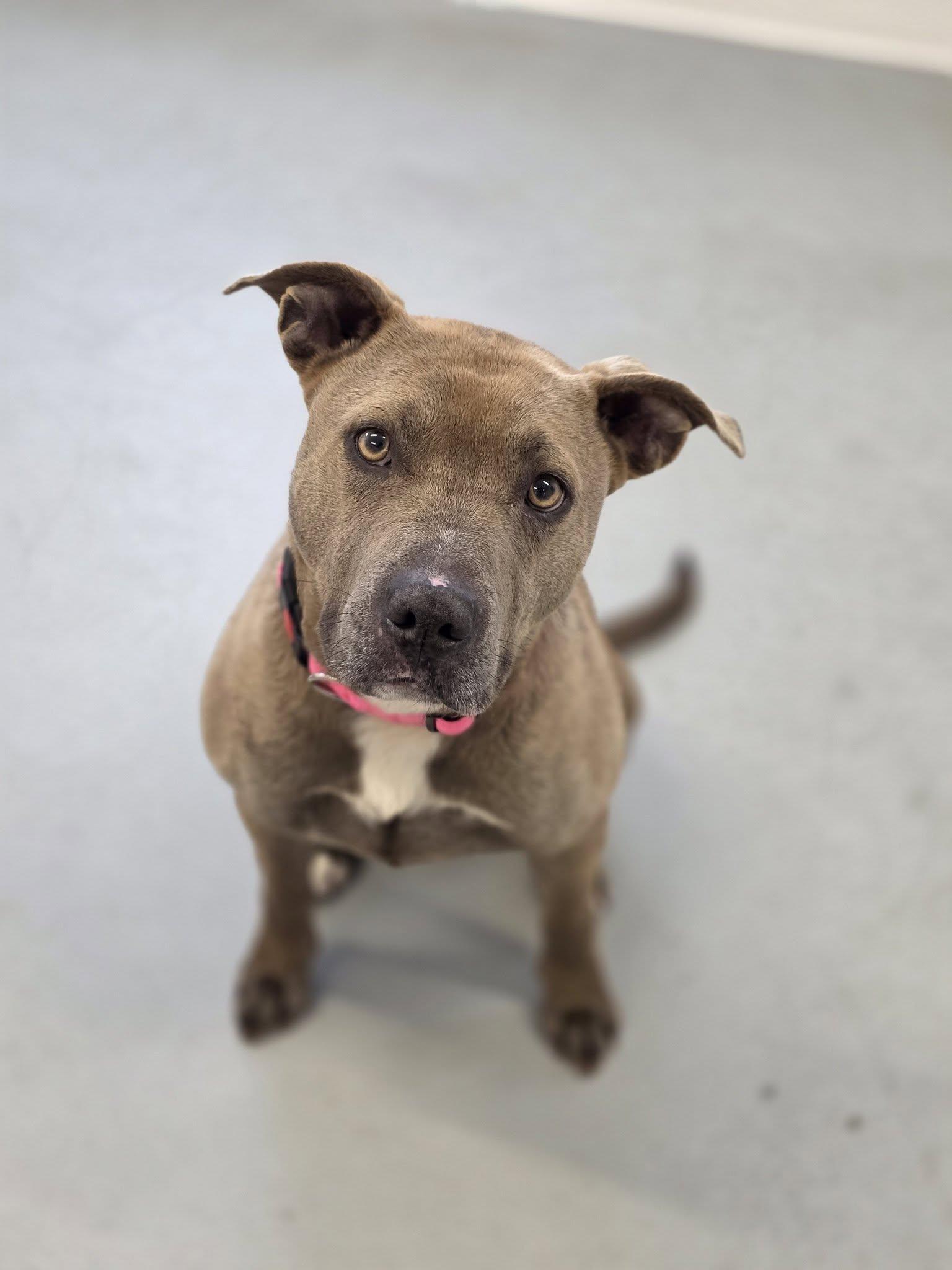 Shelby, ADOPTABLE, Adult Female Pit Bull Terrier.