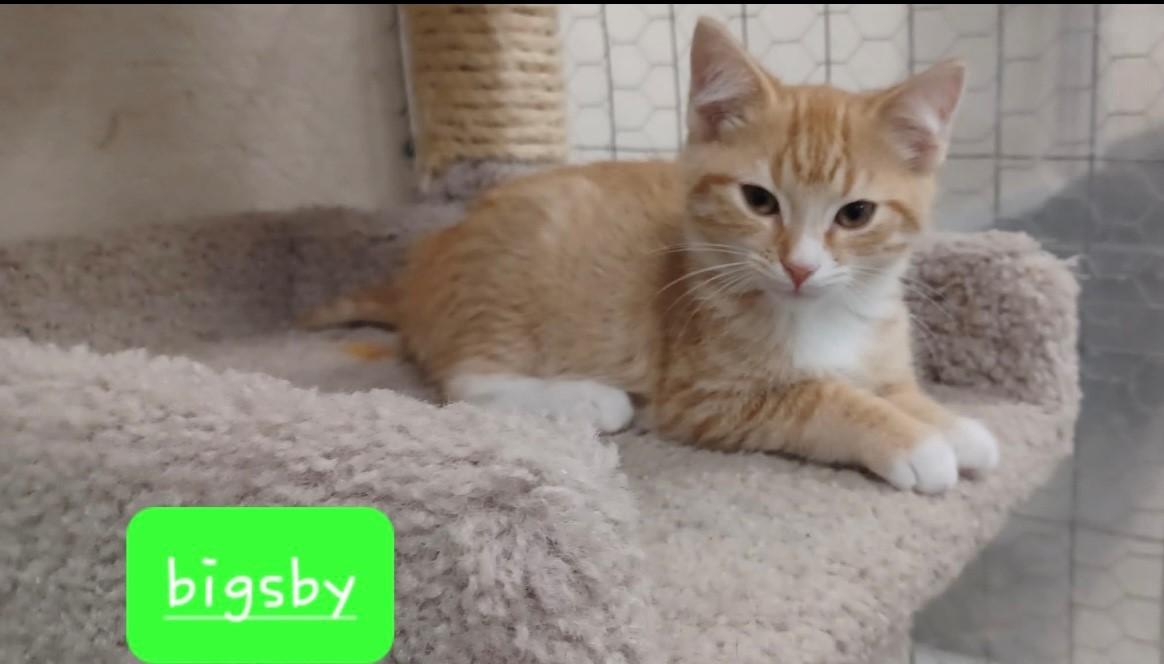Bigsby