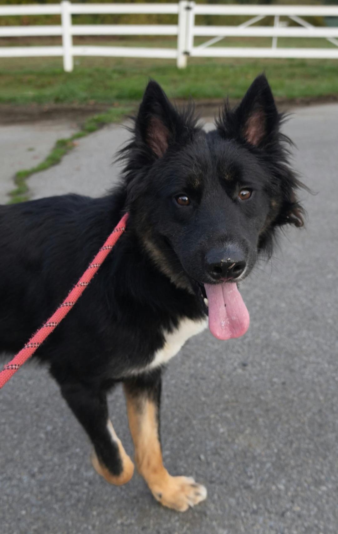 Bruno, Adoptable, Young Male Siberian Husky.