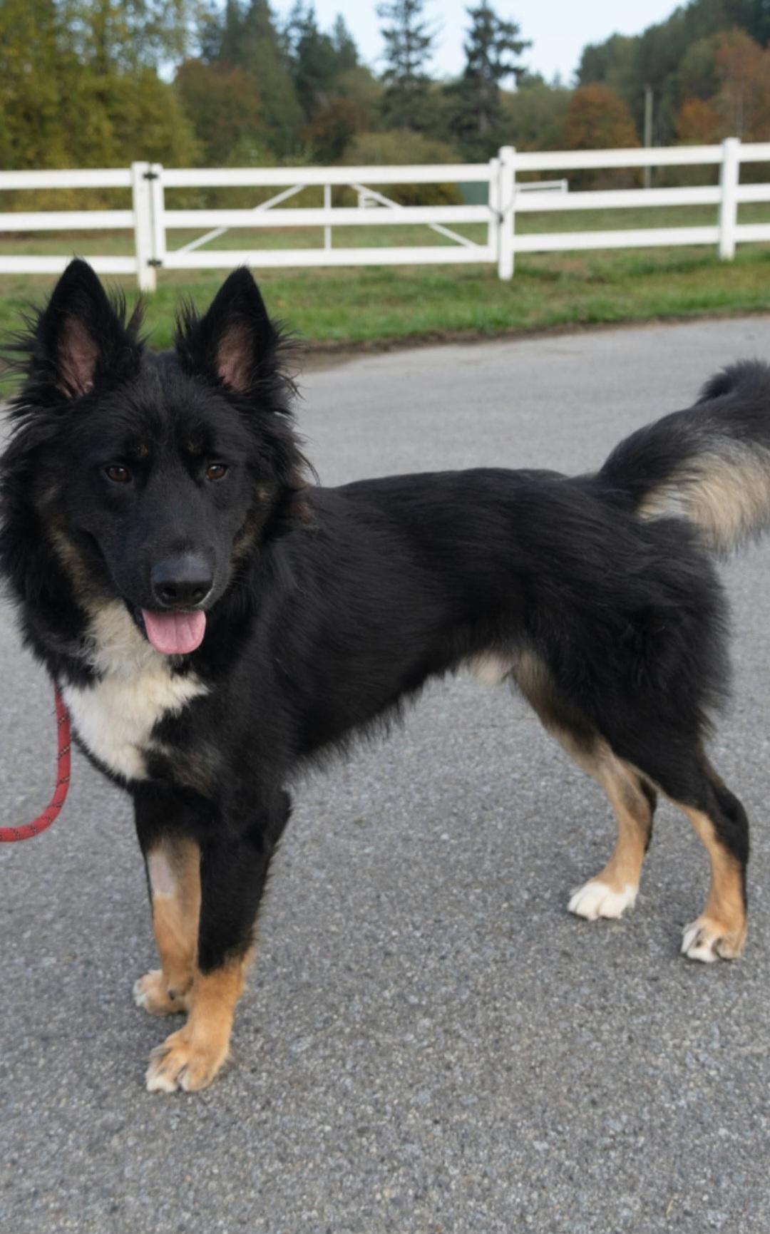 Enlarge Bruno, a Adoptable mixed breed in Burnaby, BC image 2/3