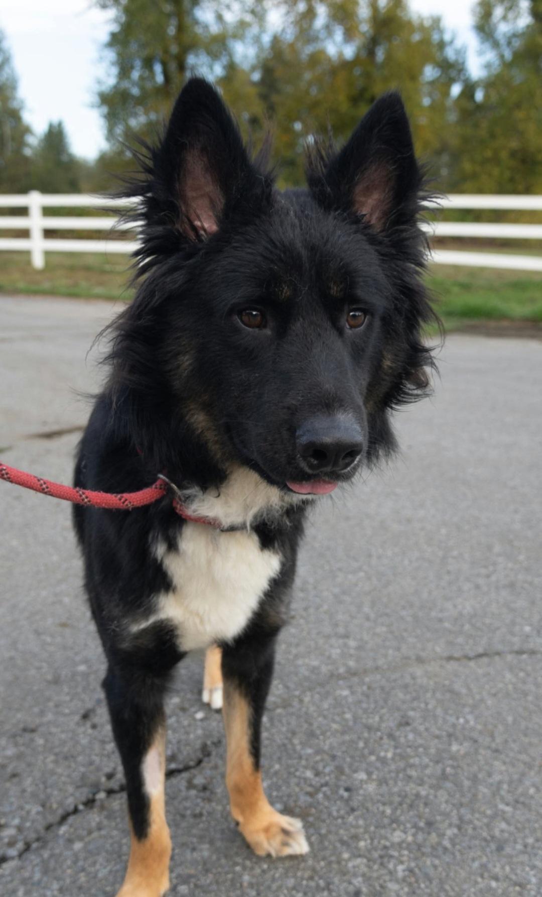 Enlarge Bruno, a Adoptable mixed breed in Burnaby, BC image 3/3