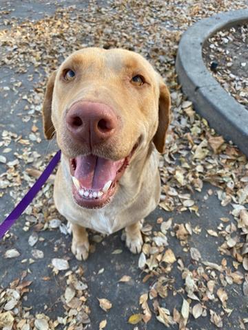 LUNA, Adoptable, Adult Female Labrador Retriever.