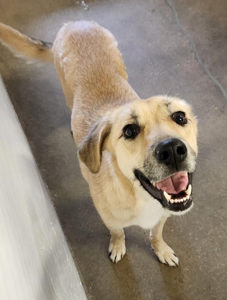 Smiley, Adopted, Young Female German Shepherd Dog & Mixed Breed.