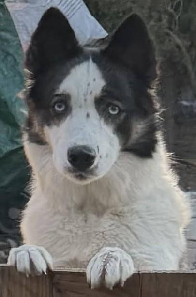 Enlarge Oreo, a ADOPTABLE mixed breed in Woodland, CA image 2/2