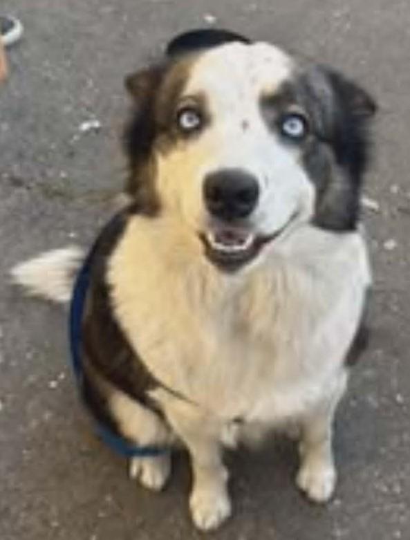 Enlarge Oreo, a ADOPTABLE mixed breed in Woodland, CA image 1/2