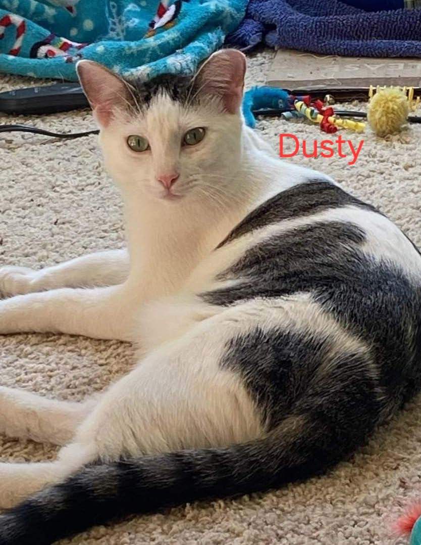 Cat for adoption Dusty, a Domestic Short Hair in Plattsmouth, NE