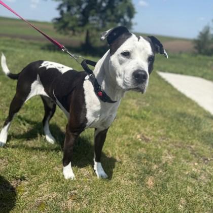 Sylvie, Young Female Mixed Breed