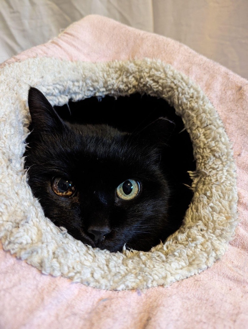 Enlarge Deejay, a Adoptable Domestic Short Hair in Grand Rapids, MI image 3/6