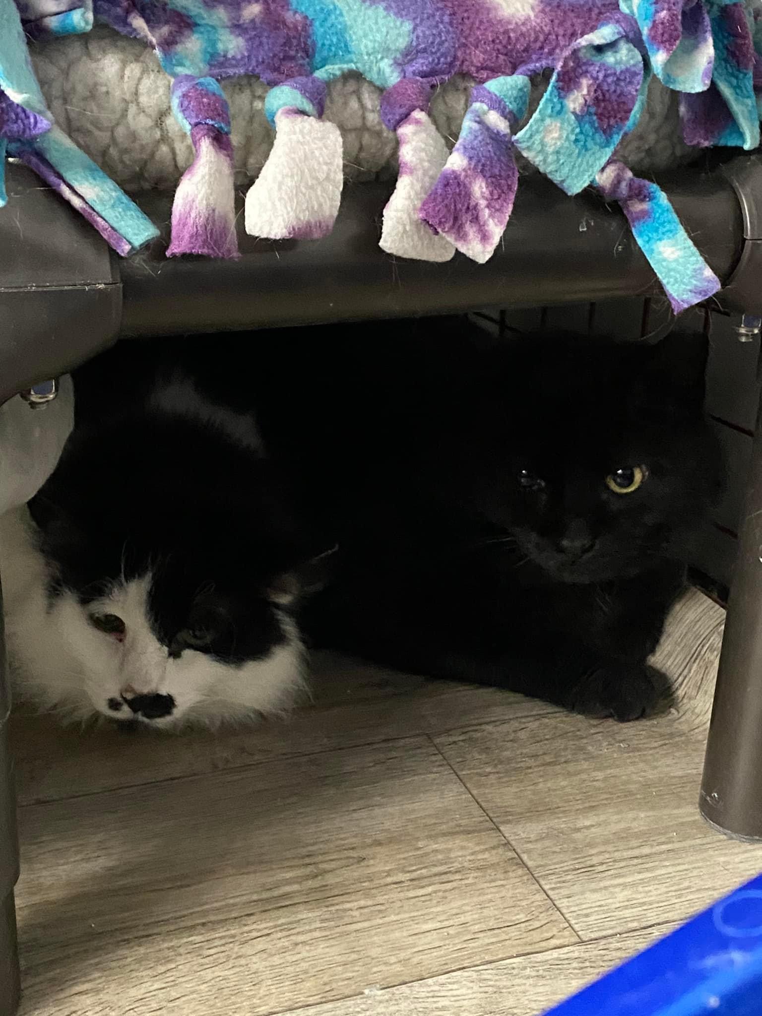 Enlarge Deejay, a Adoptable Domestic Short Hair in Grand Rapids, MI image 4/6