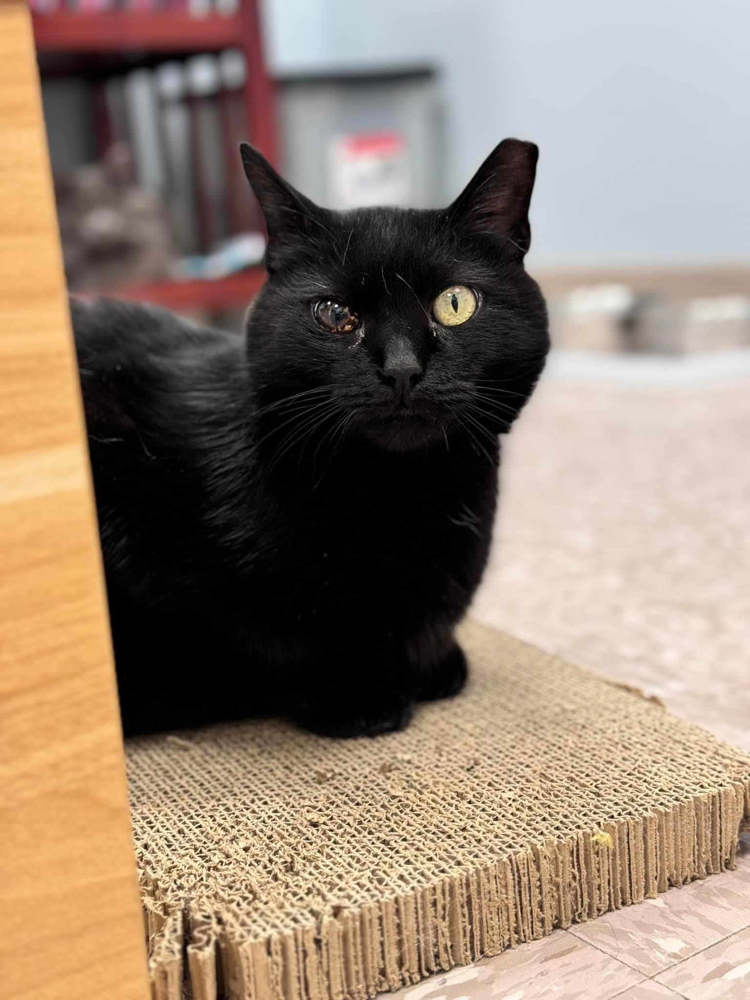 Enlarge Deejay, a Adoptable Domestic Short Hair in Grand Rapids, MI image 1/6