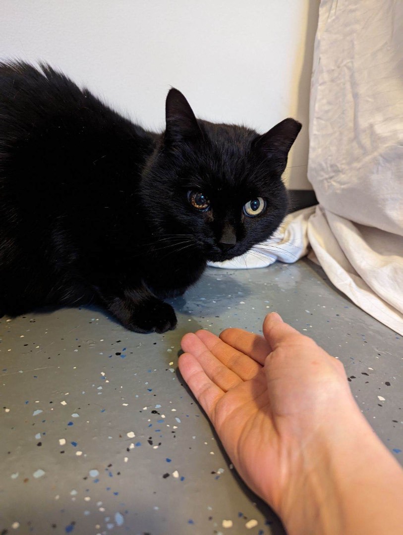 Enlarge Deejay, a Adoptable Domestic Short Hair in Grand Rapids, MI image 5/6