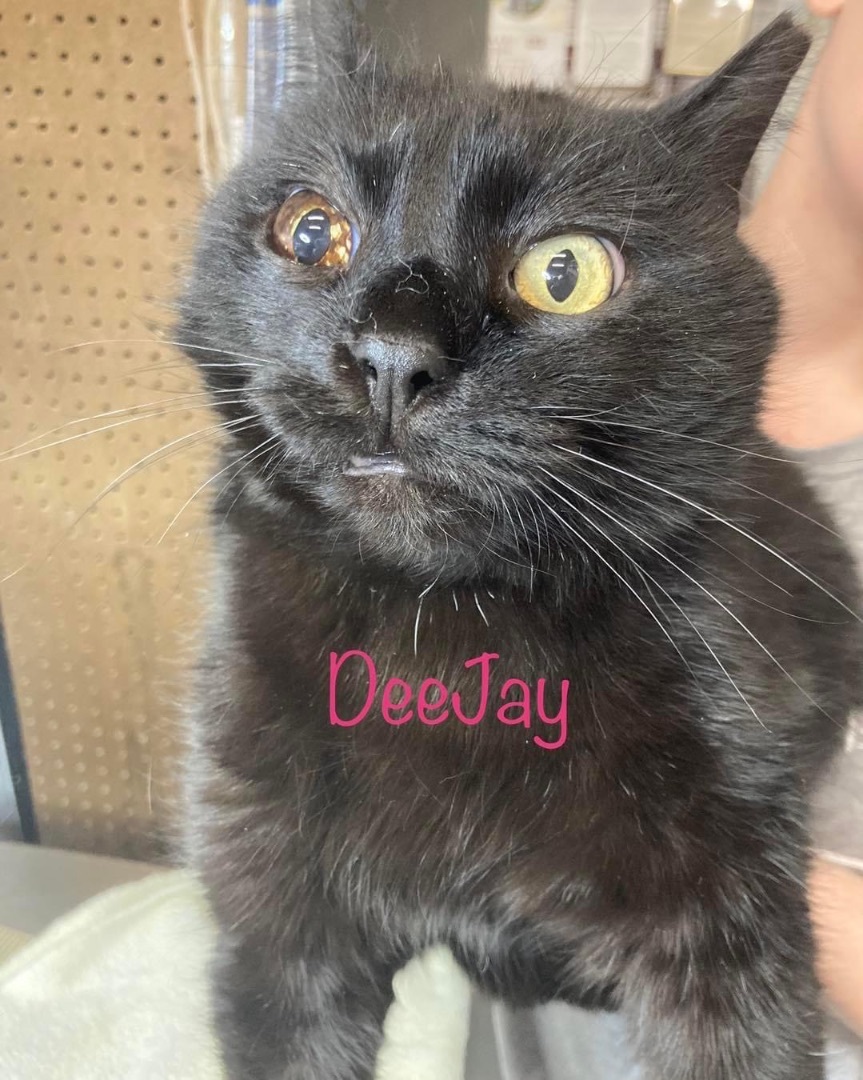 Enlarge Deejay, a Adoptable Domestic Short Hair in Grand Rapids, MI image 6/6