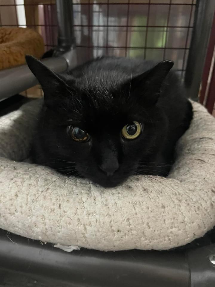 Enlarge Deejay, a Adoptable Domestic Short Hair in Grand Rapids, MI image 2/6
