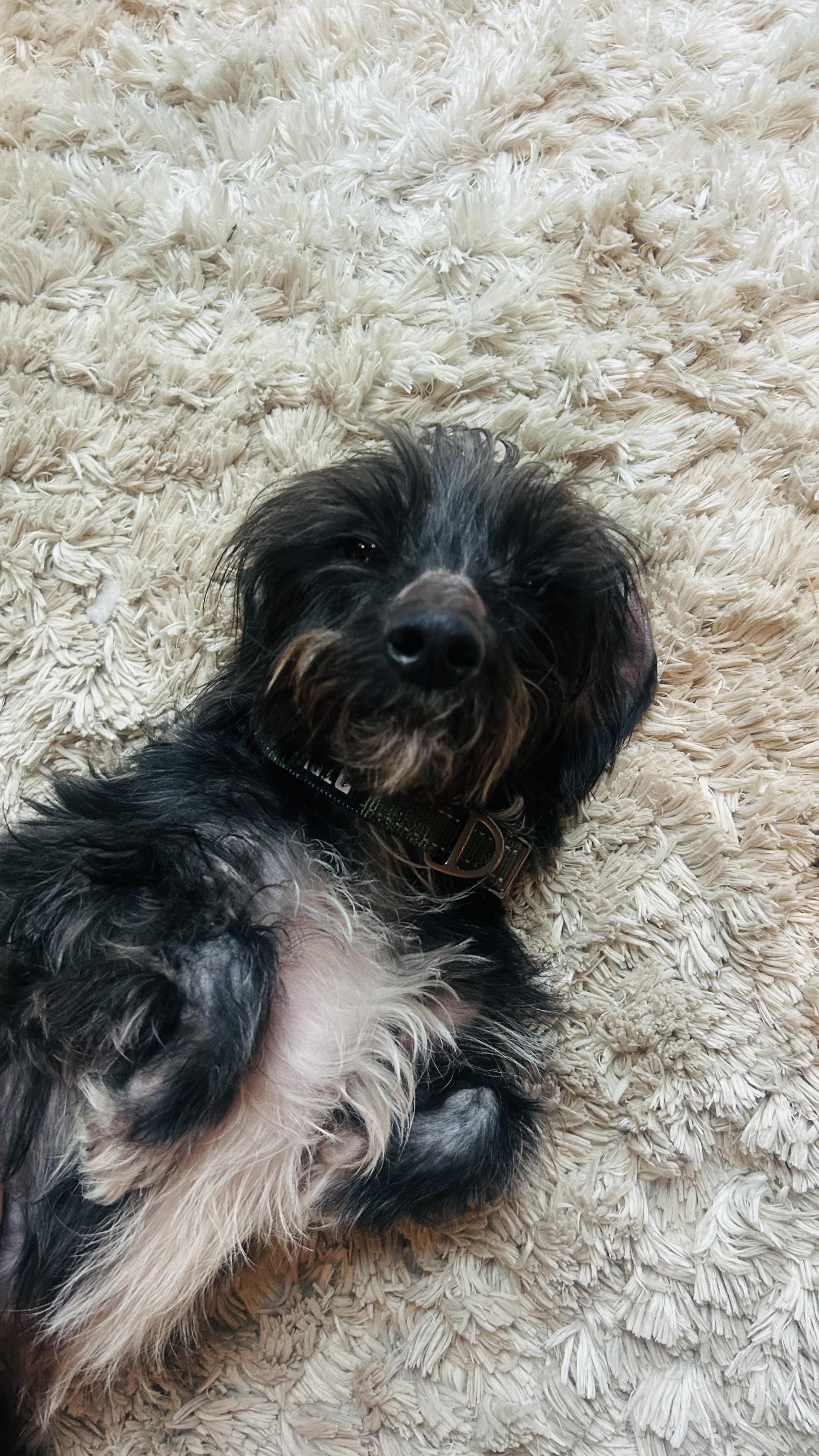 Boots , ADOPTABLE, Adult Male Poodle (Toy) & Dachshund.