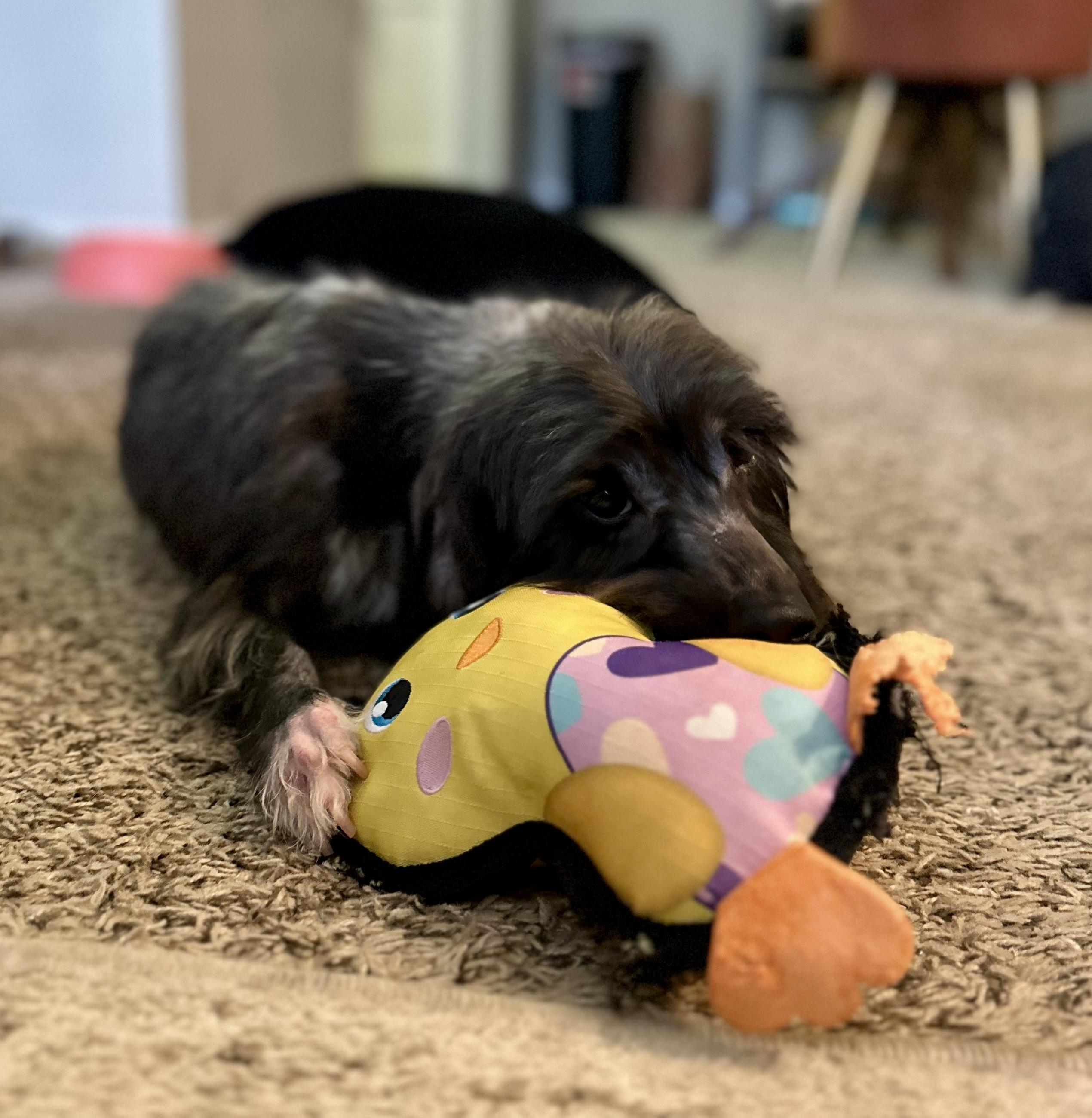 Enlarge Boots , a ADOPTABLE mixed breed in Waxhaw, NC image 2/6