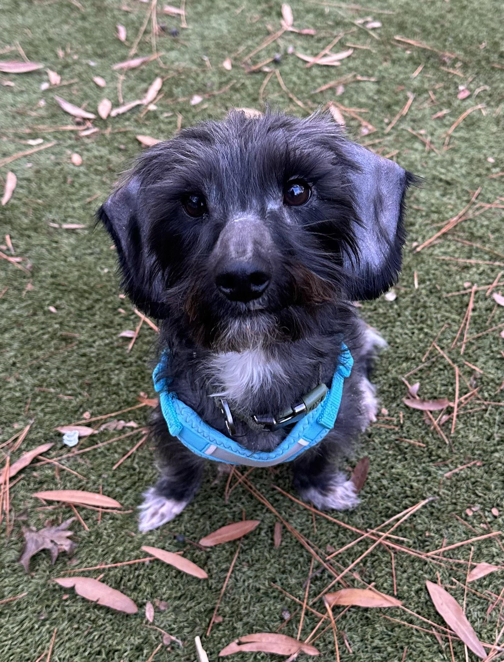 Enlarge Boots , a ADOPTABLE mixed breed in Waxhaw, NC image 3/6