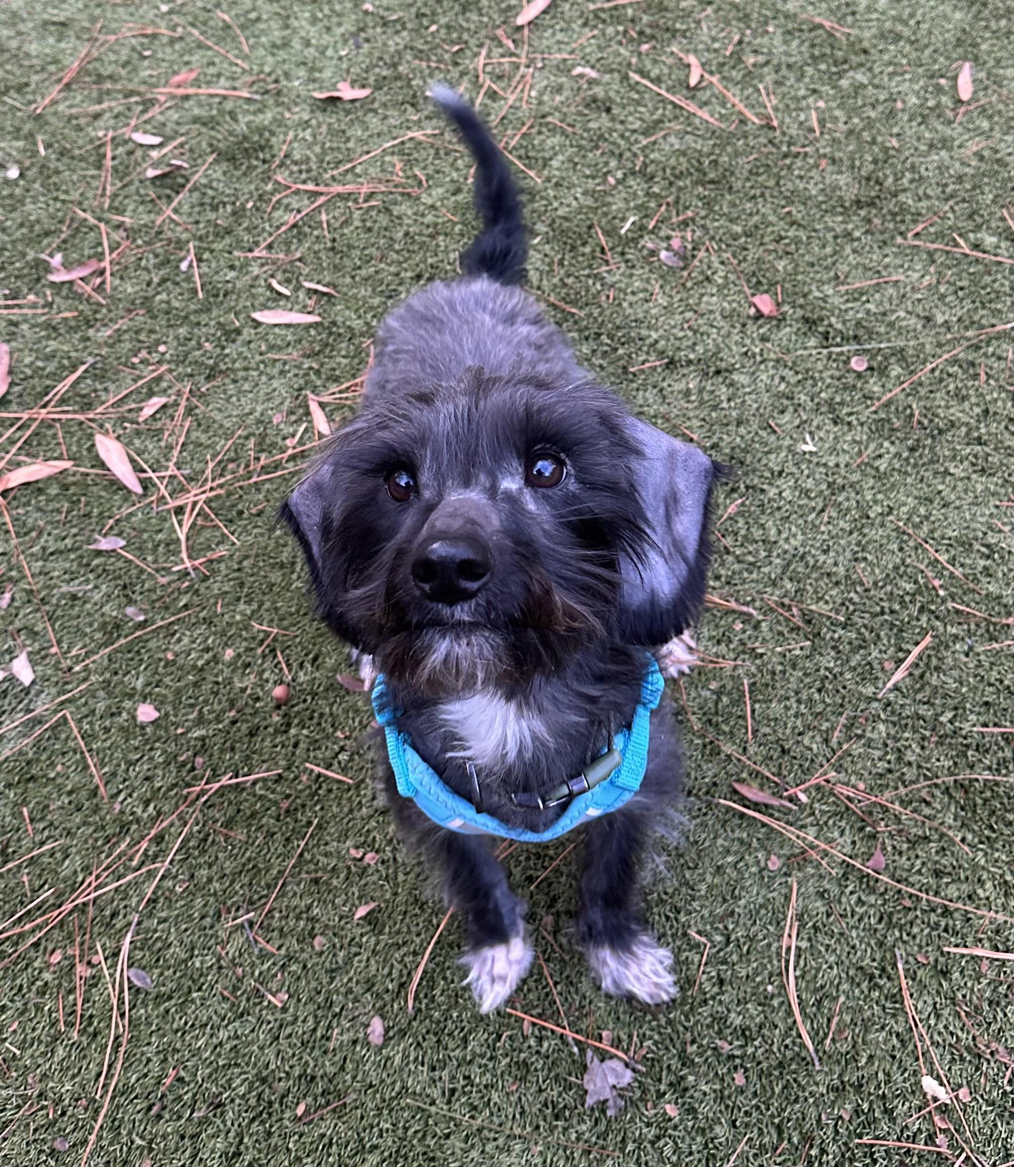 Enlarge Boots , a ADOPTABLE mixed breed in Waxhaw, NC image 4/6