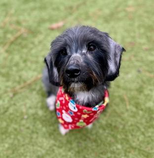 Enlarge Boots , a ADOPTABLE mixed breed in Waxhaw, NC image 6/6
