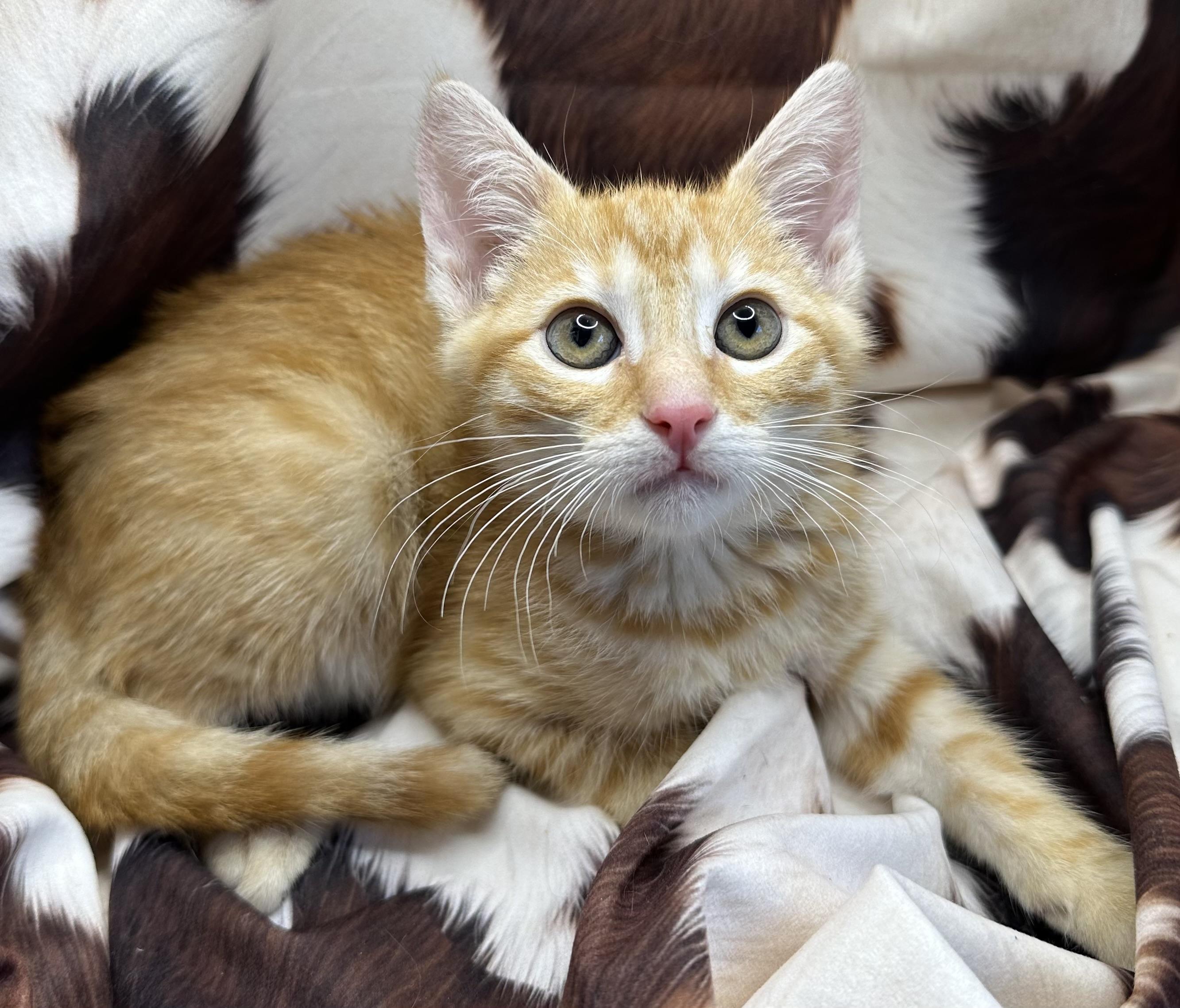 Fish Cakes, Adoptable, Kitten Male Domestic Short Hair & Tabby.