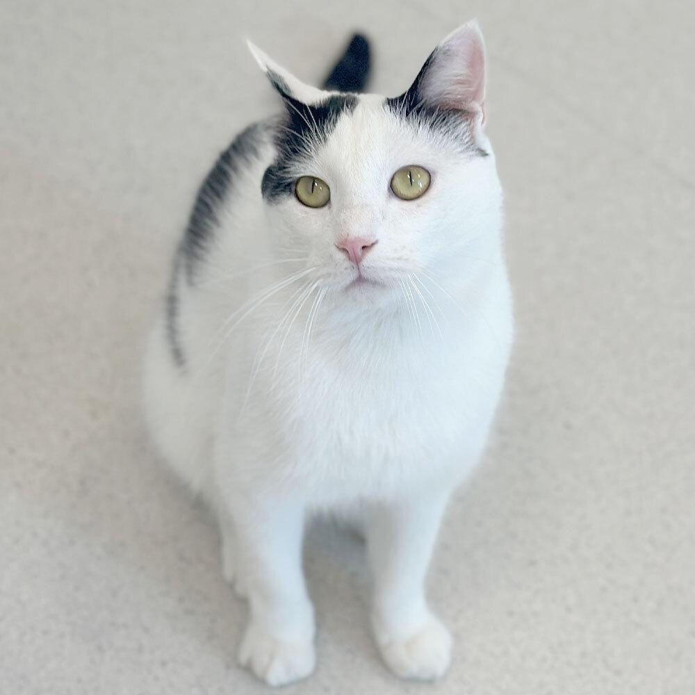 Mason, Adoptable, Adult Male Domestic Short Hair.