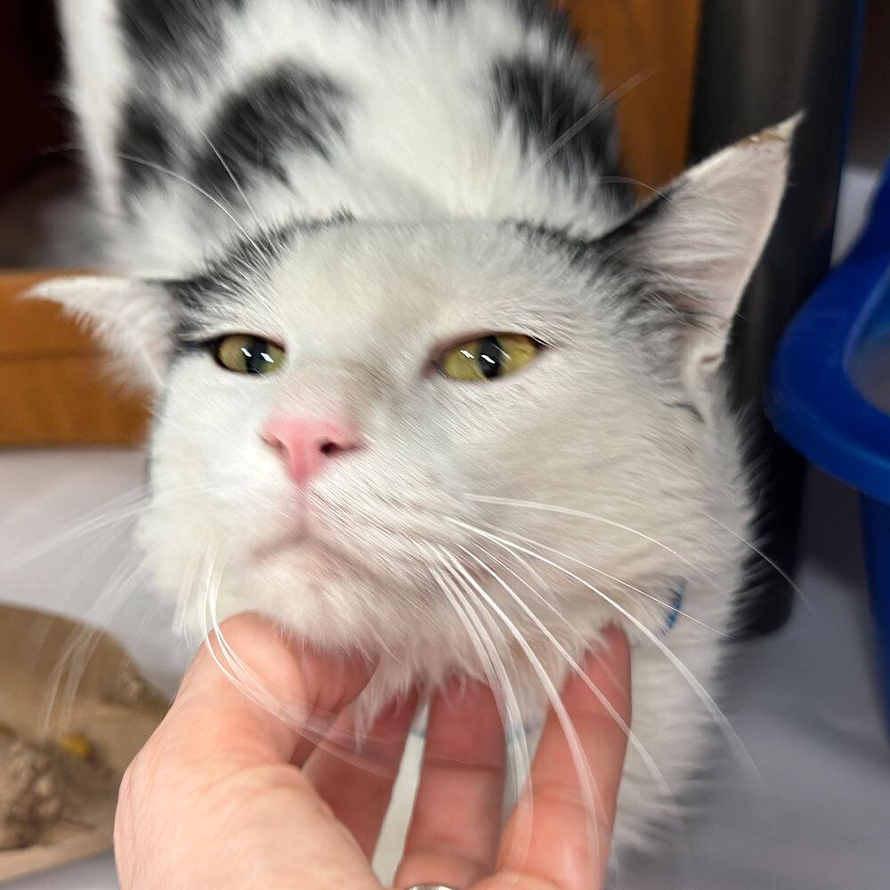 Mason, a Adoptable Domestic Short Hair in Port Washington, NY image 2/2