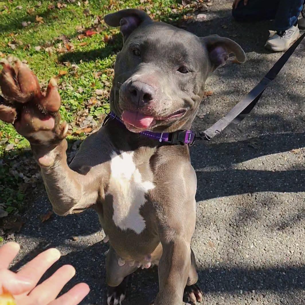 Enlarge Kibbles, a Adoptable mixed breed in Warren, OH image 1/1
