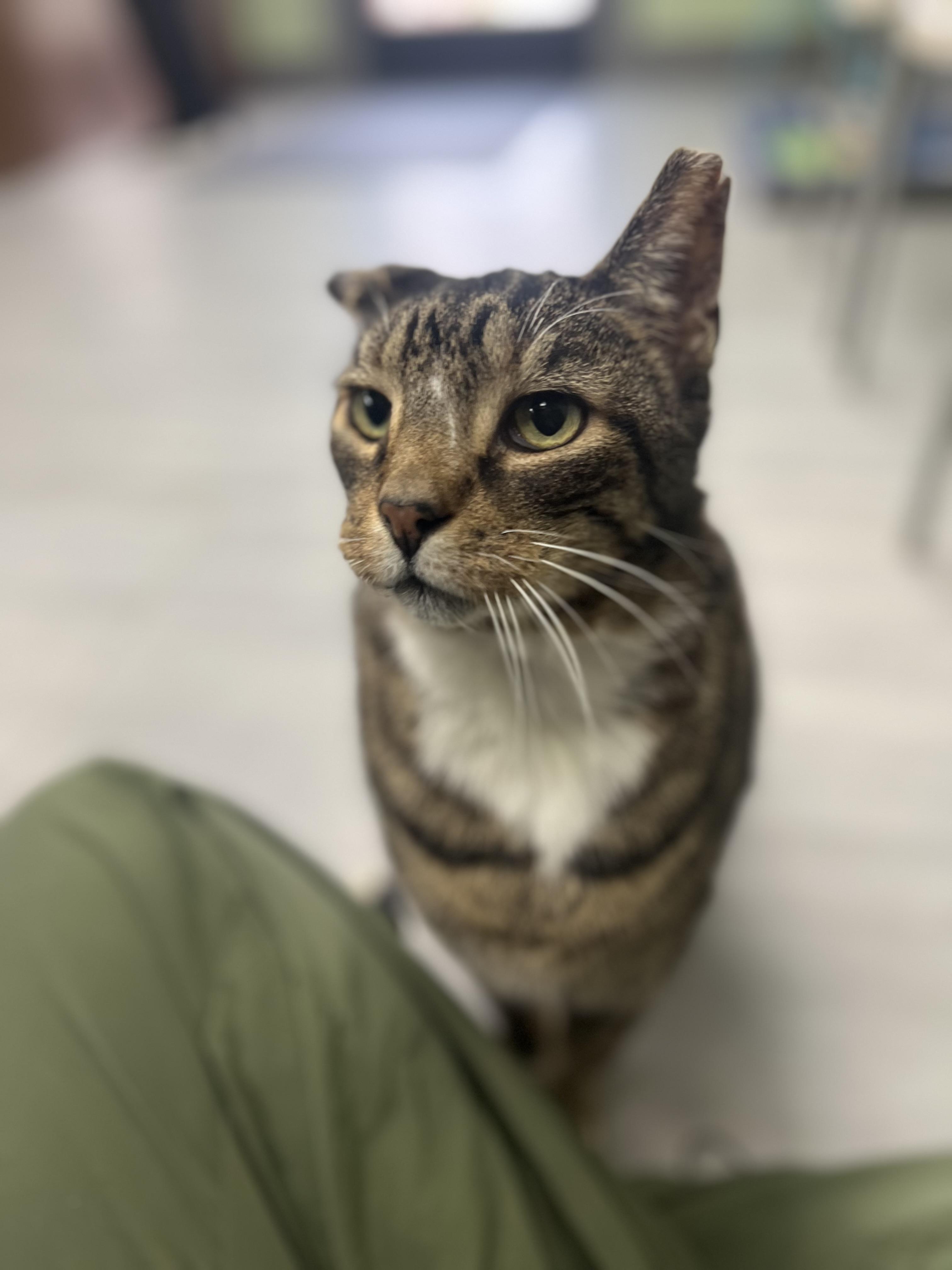 Enlarge Zeke, an adopted Domestic Short Hair in Media, PA image 1/4