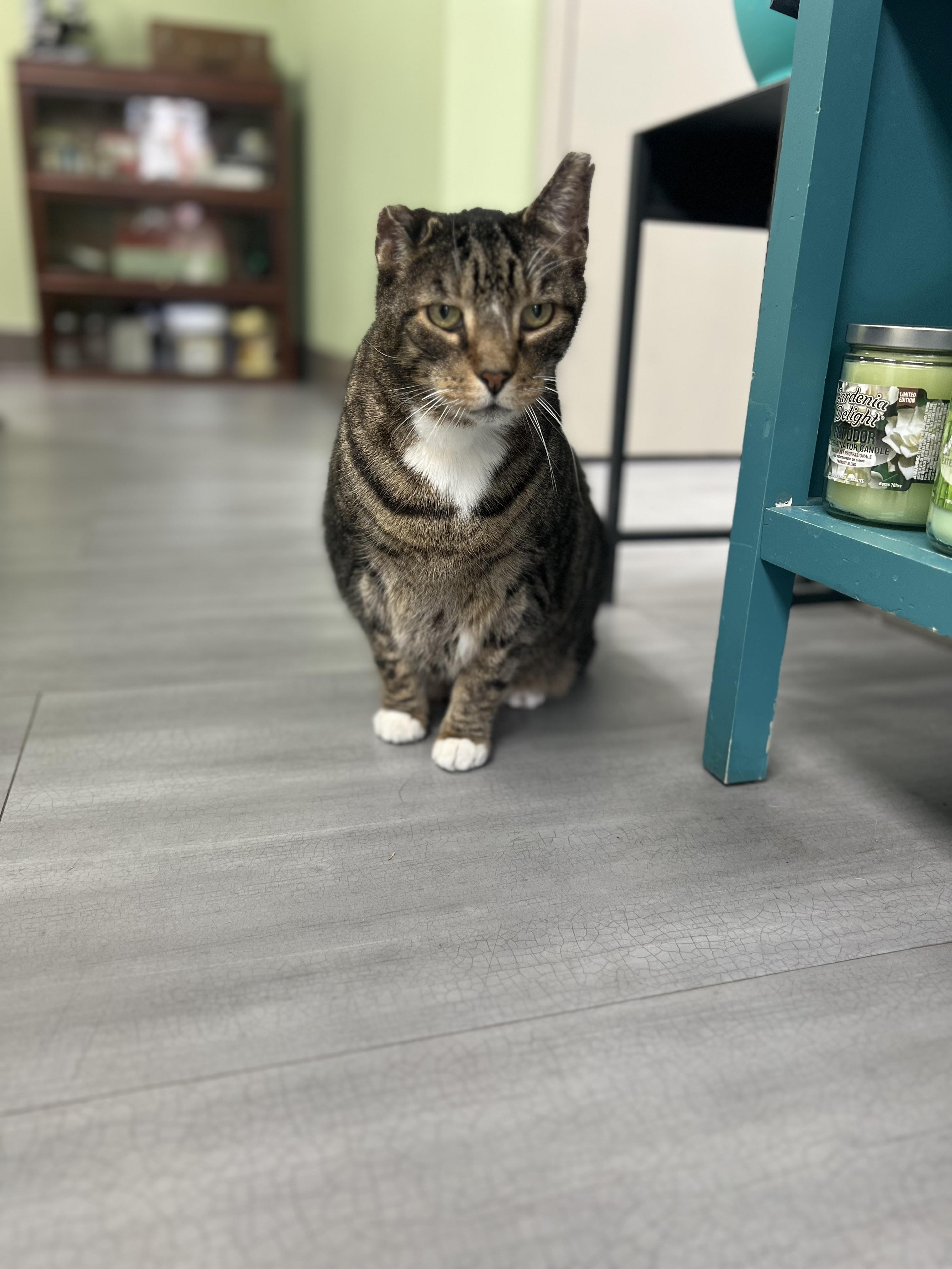 Enlarge Zeke, an adopted Domestic Short Hair in Media, PA image 2/4