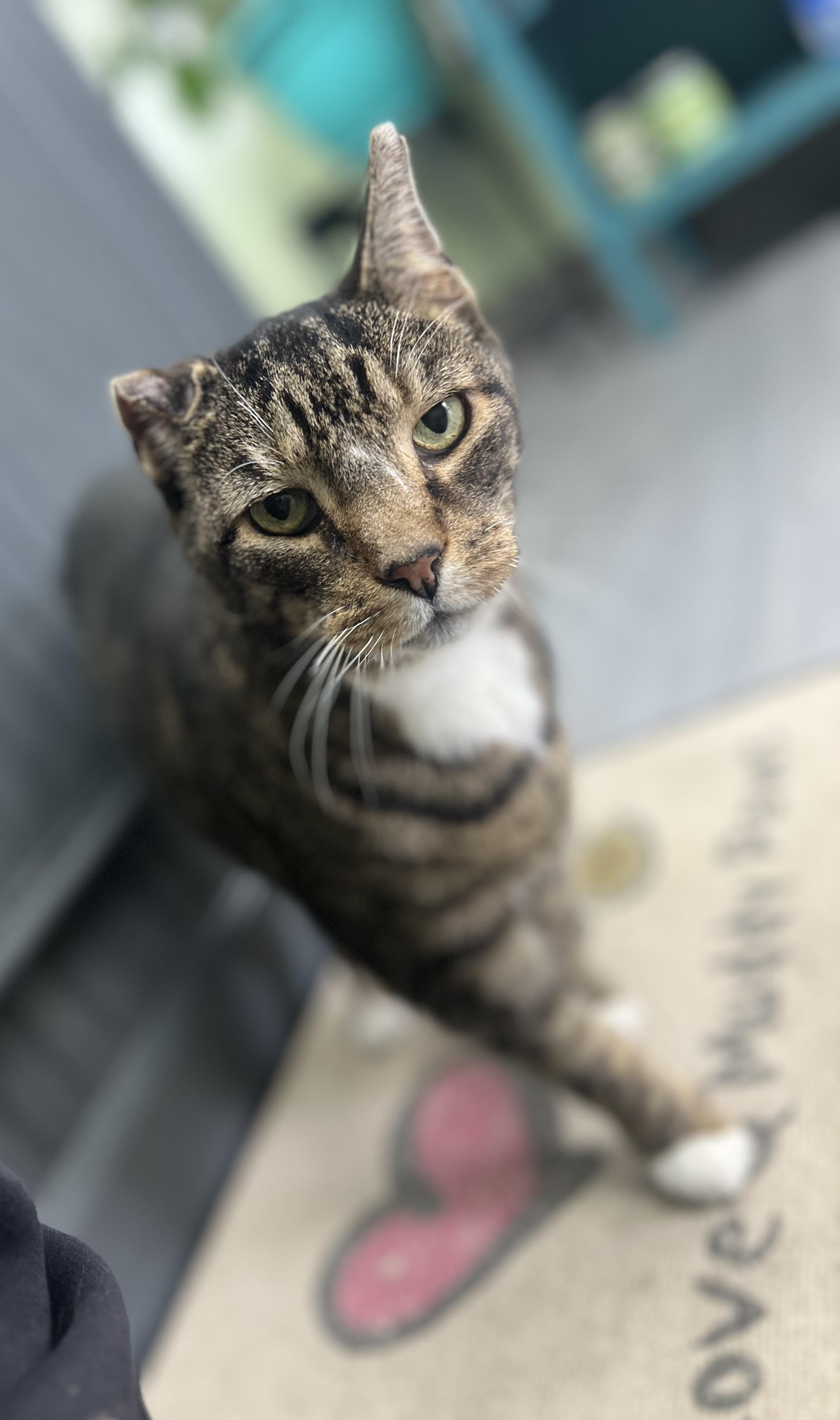 Enlarge Zeke, an adopted Domestic Short Hair in Media, PA image 3/4