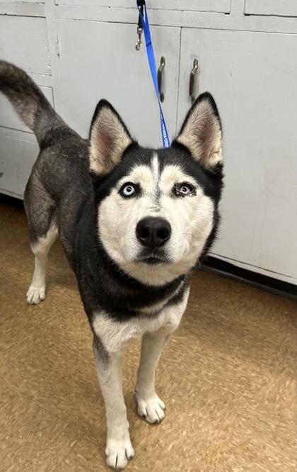 Shyanne, Adoptable, Adult Female Siberian Husky & Mixed Breed.