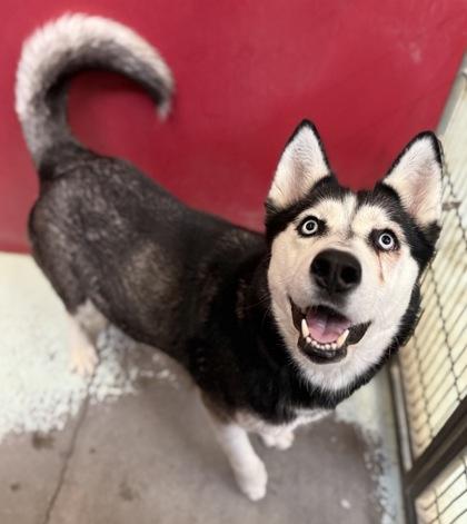 Enlarge Shyanne, a Adoptable mixed breed in Madera, CA image 2/2